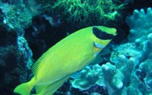 黃斑狐狸 黃斑狐狸