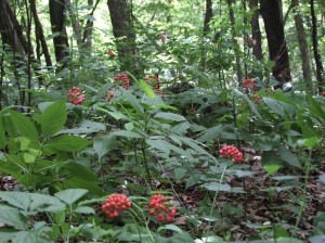 國藥肽谷有限公司生產及種植基地