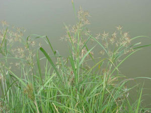 金門莎草 金門莎草