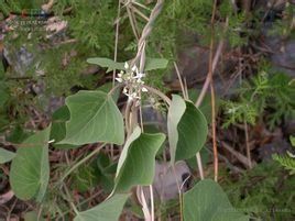 四川鵝絨藤 四川鵝絨藤