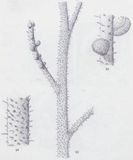 內蒙古鱗木 內蒙古鱗木