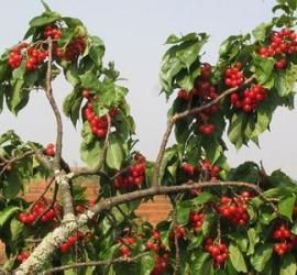 西南櫻桃 西南櫻桃