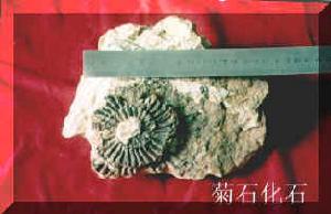 恐龍蛋骨化石展館