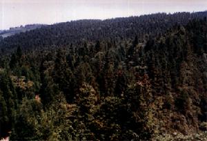 茂雲山國家森林公園