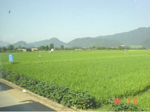 國際水稻研究所