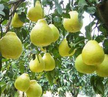 城北鄉[重慶市梁平縣城北鄉]