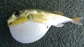 黑鰓兔頭魨 黑鰓兔頭魨