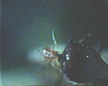 幼體生殖 幼體生殖