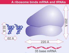 核糖體RNA 核糖體RNA