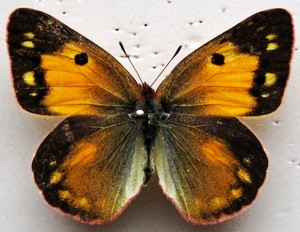 橙黃豆粉蝶fieldii M&eacute;n&eacute;tri&eacute;s