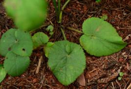 杏葉防風 杏葉防風