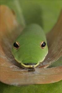 鳳蝶毛蟲 鳳蝶毛蟲