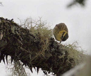 尖嘴樹獵雀 尖嘴樹獵雀