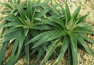 疏花狄克亞 疏花狄克亞