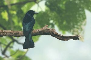 董寨國家級自然保護區