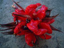 毛葶玉風花（洋合筍）