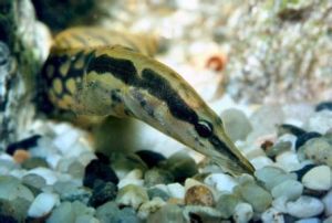 大斑條鰍 大斑條鰍