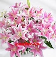 雜交受精 雜交受精