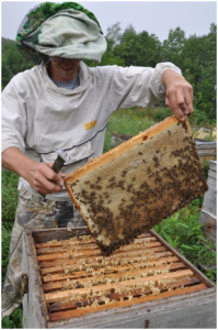 科瓦爾蜂蜜采蜜實拍