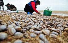 老河口灘涂上的白蛤