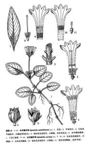 傘花螺序草 傘花螺序草