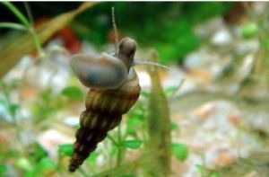 微肋擬釘螺 微肋擬釘螺