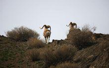重點保護動物盤羊