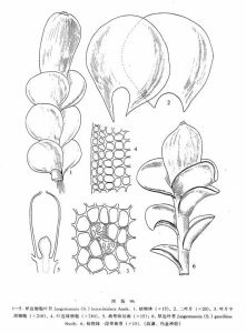 異邊細胞葉苔 異邊細胞葉苔