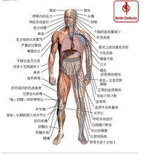 不良反應示意圖