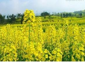 華油雜3531 華油雜3531