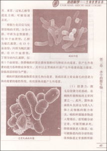 《顯微鏡下的微生物世界》