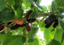 粵椹大10 粵椹大10