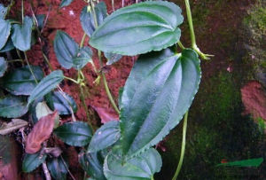 細小馬先蒿 細小馬先蒿