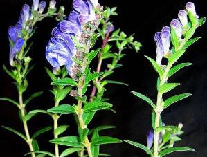 浙江黃芩 浙江黃芩