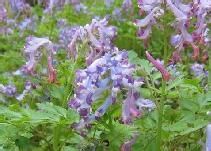 迭裂黃堇 迭裂黃堇