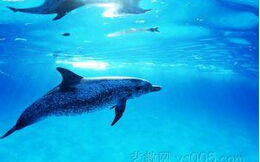 霍氏海豚 霍氏海豚