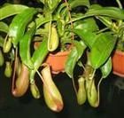 血紅豬籠草 血紅豬籠草