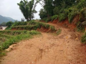大黃藤村 大黃藤村