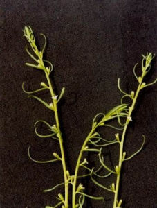 百蕊草屬 百蕊草屬