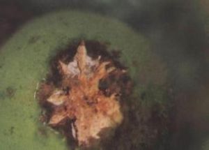 冬瓜絲核菌果腐病 冬瓜絲核菌果腐病