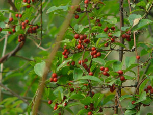 小果菝葜 小果菝葜