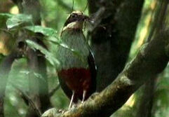 綠胸八色鶇馬來亞種 綠胸八色鶇馬來亞種