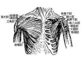 胸大肌痛 胸大肌痛