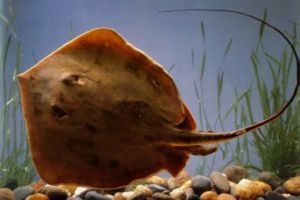 海鷂魚齒 海鷂魚齒