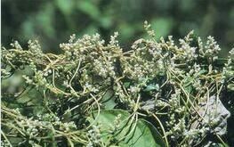 短柱頭菟絲子 短柱頭菟絲子