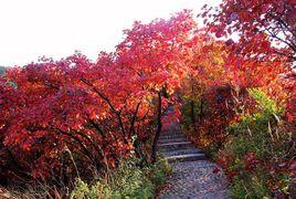 三門峽甘山森林公園 三門峽甘山森林公園