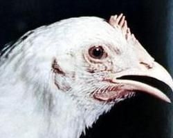 禽大腸桿菌病 禽大腸桿菌病