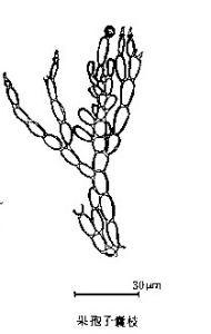 雲南串珠藻 雲南串珠藻