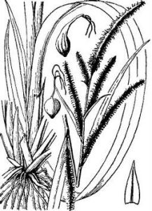 皺果薹草 皺果薹草