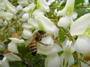 《槐花開了》 《槐花開了》